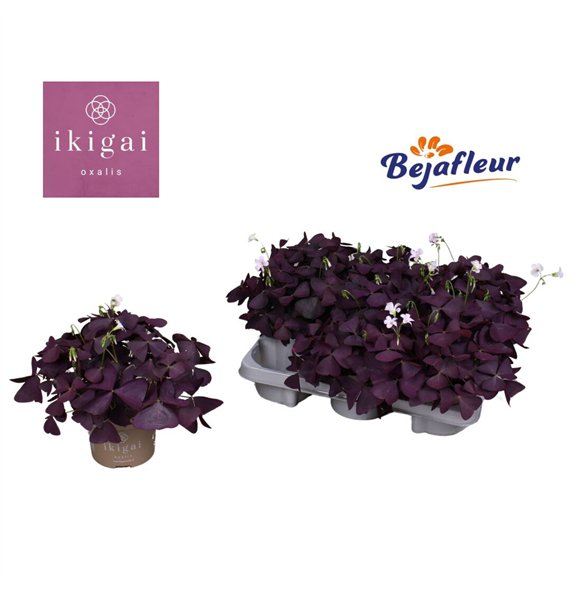 Oxalis triangularis mijke Ikigai Mijke 20 cm diameter 3 fl 20cm 12cm Q2652