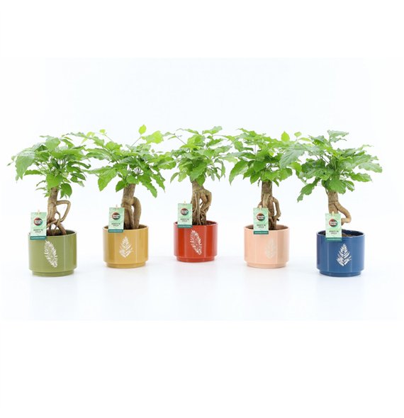 Radermachera sinica Bonsaj in Artistique ceramic 1 pp 30cm 14cm Q2669