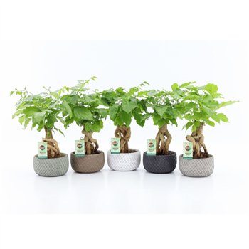 Radermachera sinica Bonsaj in Classic Stone schalen 1 pp 30cm 16cm Q2672