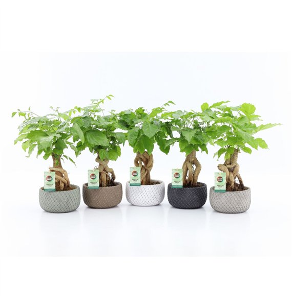 Radermachera sinica Bonsaj in Classic Stone schalen 1 pp 30cm 16cm Q2672