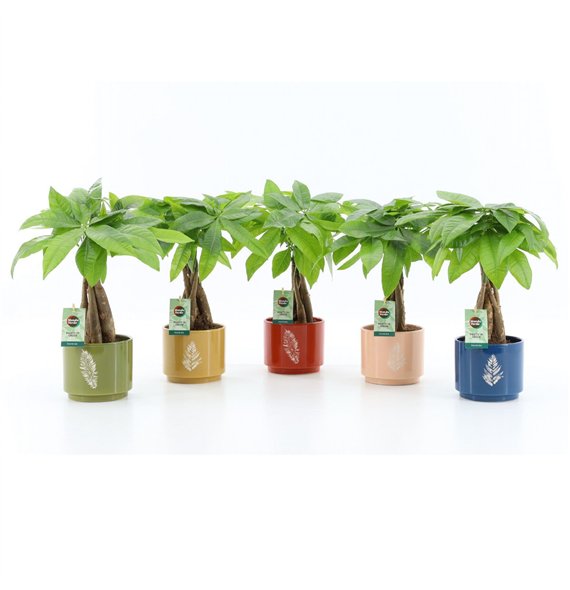 Pachira aquatica Aquatica braided stem in Artistique ceramic 5 pp 50cm 13cm Q2684