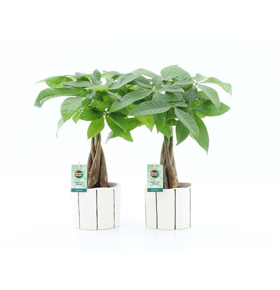 Pachira aquatica Aquatica braided stem in Banksy ceramic 5 pp 50cm 13cm Q2685