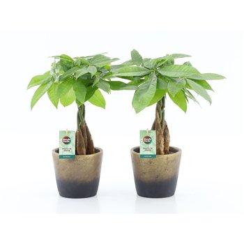 Pachira aquatica Aquatica braided stem in Lunar ceramic 5 pp 50cm 13cm Q2686