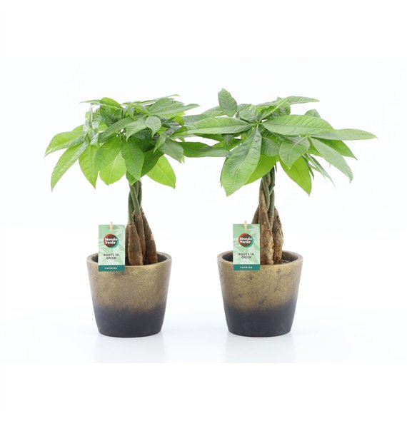 Pachira aquatica Aquatica braided stem in Lunar ceramic 5 pp 50cm 13cm Q2686