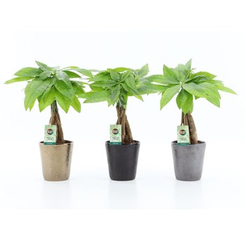 Pachira aquatica Aquatica braided stem in Infinity ceramic 5 pp 50cm 13cm Q2687