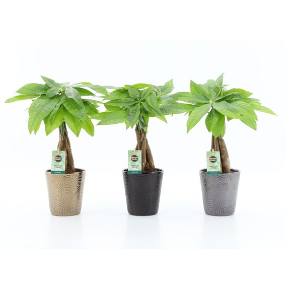 Pachira aquatica Aquatica braided stem in Infinity ceramic 5 pp 50cm 13cm Q2687