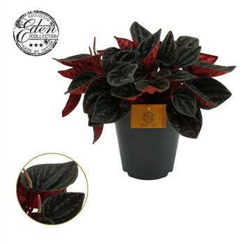Peperomia caperata lilian rojo Grande 15cm 5 pp 25cm 15cm Q2713