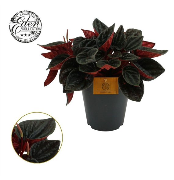 Peperomia caperata lilian rojo Grande 15cm 5 pp 25cm 15cm Q2713