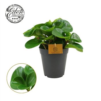 Peperomia obtusifolia green gold Obtusifolia 15cm 30cm 15cm Q2725