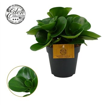 Peperomia obtusifolia green gold Obtusifolia 12cm 20cm 12cm Q2726