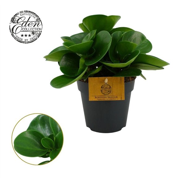 Peperomia obtusifolia green gold Obtusifolia 12cm 20cm 12cm Q2726