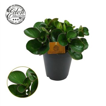 Peperomia obtusifolia burning bush Burning Bush 15cm 7 pp 25cm 15cm Q2730