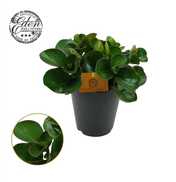 Peperomia obtusifolia burning bush Burning Bush 15cm 7 pp 25cm 15cm Q2730