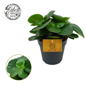 Peperomia obtusifolia red canyon Obtusifolia Red Canyon 12cm 4 pp 20cm 12cm Q2733