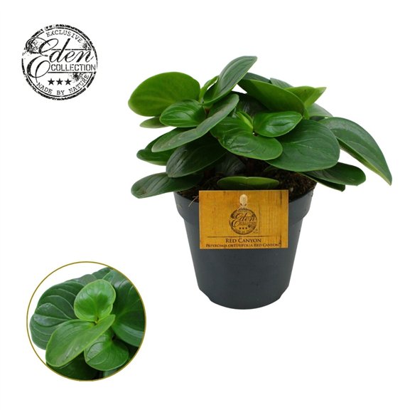 Peperomia obtusifolia red canyon Obtusifolia Red Canyon 12cm 4 pp 20cm 12cm Q2733