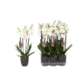 Orhideja Phalaenopsis anthura madrid White  4-spike Anthracite Ceramicsbl stems plnt 60cm 12cm Q2755