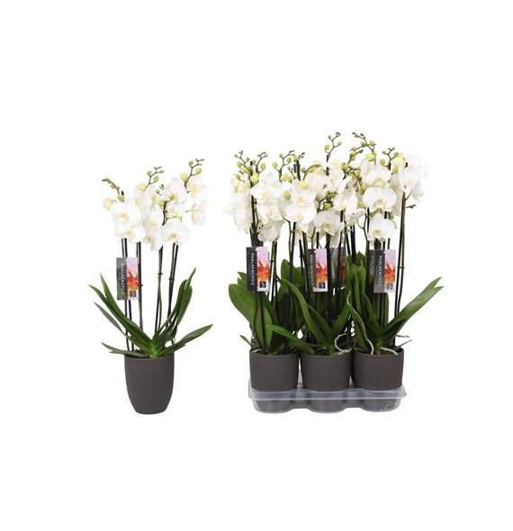 Orhideja Phalaenopsis anthura madrid White  4-spike Anthracite Ceramicsbl stems plnt 60cm 12cm Q2755