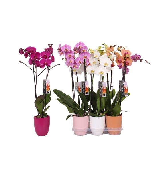 Orhideja Phalaenopsis mix  2-spike Ton sur ton Ceramics18 fl 2 stems plnt 60cm 12cm Q2805