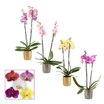 Orhideja Phalaenopsis mix 2 stems 14+ in Gabriël (Deco-collection) 14 fl  plnt 65cm 12cm Q2826