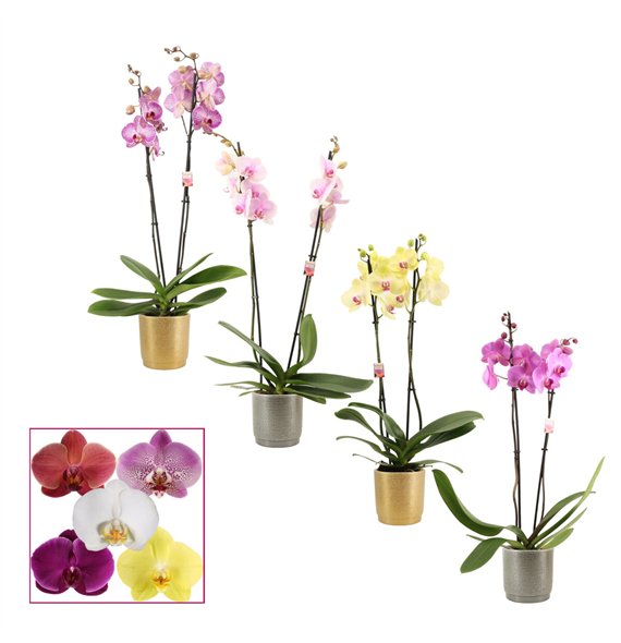 Orhideja Phalaenopsis mix 2 stems 14+ in Gabriël (Deco-collection) 14 fl  plnt 65cm 12cm Q2826