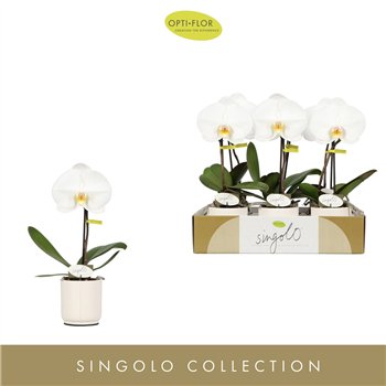 Orhideja Phalaenopsis wit Singolo Tosha in Lazio White 1 fl  stems plnt 40cm 9cm Q3074