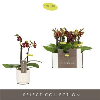 Orhideja Phalaenopsis multiflora Optifriend Esmee 2 spike in Lazio White 10 fl  stems plnt 25cm 7cm Q3155