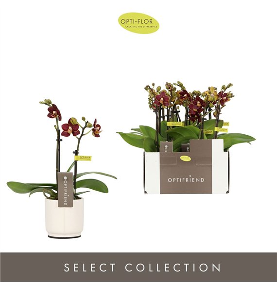 Orhideja Phalaenopsis multiflora Optifriend Esmee 2 spike in Lazio White 10 fl  stems plnt 25cm 7cm Q3155