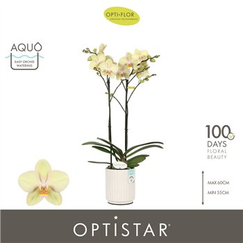 Orhideja Phalaenopsis geel Optistar Shakira 2 spike in Molise White Aquo 15 fl  stems plnt 60cm 12cm Q3186