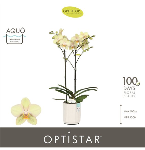 Orhideja Phalaenopsis geel Optistar Shakira 2 spike in Molise White Aquo 15 fl  stems plnt 60cm 12cm Q3186
