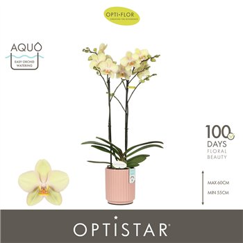 Orhideja Phalaenopsis geel Optistar Shakira 2 spike in Molise Salmon Aquo 15 fl  stems plnt 60cm 12cm Q3187