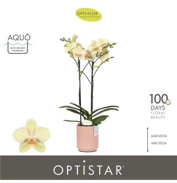 Orhideja Phalaenopsis geel Optistar Shakira 2 spike in Molise Salmon Aquo 15 fl  stems plnt 60cm 12cm Q3187