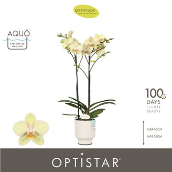 Orhideja Phalaenopsis geel Optistar Shakira 2 spike in Emilia White Aquo 15 fl  stems plnt 60cm 12cm Q3188