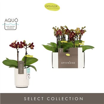 Orhideja Phalaenopsis multiflora Optifriend Esmee 2 spike in Molise White Aquo 10 fl  stems plnt 25cm 7cm Q3195