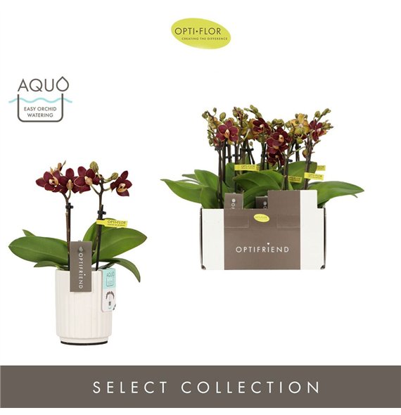 Orhideja Phalaenopsis multiflora Optifriend Esmee 2 spike in Molise White Aquo 10 fl  stems plnt 25cm 7cm Q3195