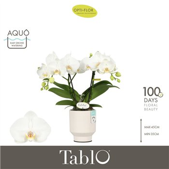 Orhideja Phalaenopsis wit Tablo Champagne 2 spike in Emilia White Aquo 25 fl  stems plnt 40cm 12cm Q3204