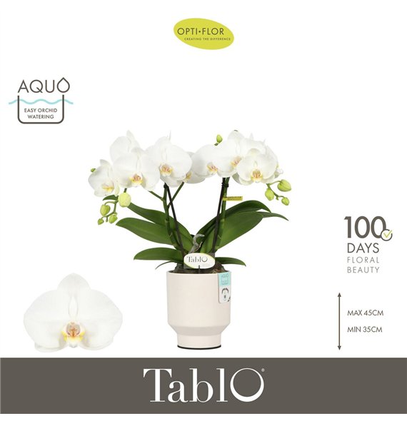 Orhideja Phalaenopsis wit Tablo Champagne 2 spike in Emilia White Aquo 25 fl  stems plnt 40cm 12cm Q3204