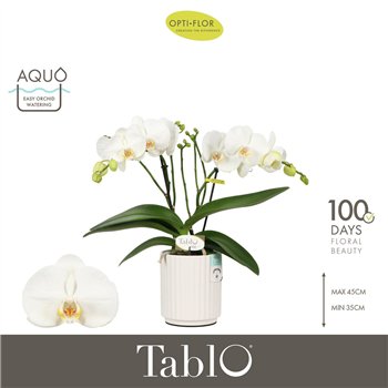 Orhideja Phalaenopsis wit Tablo Champagne 2 spike in Molise White Aquo 25 fl  stems plnt 2000 gram 40cm 12cm Q3208