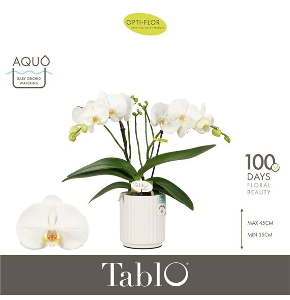 Orhideja Phalaenopsis wit Tablo Champagne 2 spike in Molise White Aquo 25 fl  stems plnt 2000 gram 40cm 12cm Q3208
