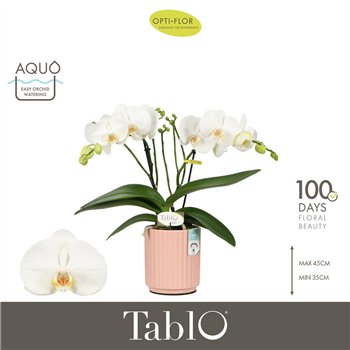 Orhideja Phalaenopsis wit Tablo Champagne 2 spike in Molise Salmon Aquo 25 fl  stems plnt 2000 gram 40cm 12cm Q3209