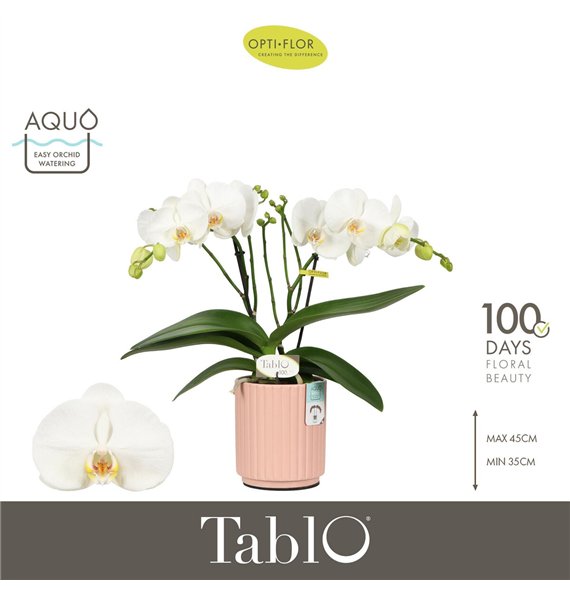 Orhideja Phalaenopsis wit Tablo Champagne 2 spike in Molise Salmon Aquo 25 fl  stems plnt 2000 gram 40cm 12cm Q3209