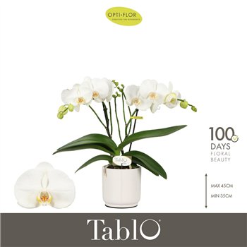 Orhideja Phalaenopsis wit Tablo Champagne 2 spike in Lazio White 25 fl  stems plnt 2000 gram 40cm 12cm Q3210