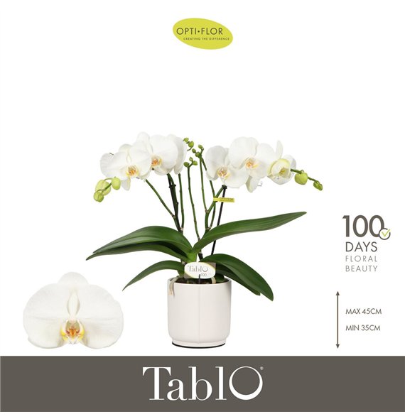 Orhideja Phalaenopsis wit Tablo Champagne 2 spike in Lazio White 25 fl  stems plnt 2000 gram 40cm 12cm Q3210