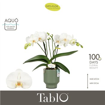 Orhideja Phalaenopsis wit Tablo Champagne 2 spike in Emilia Green Aquo 25 fl  stems plnt 2000 gram 40cm 12cm Q3211