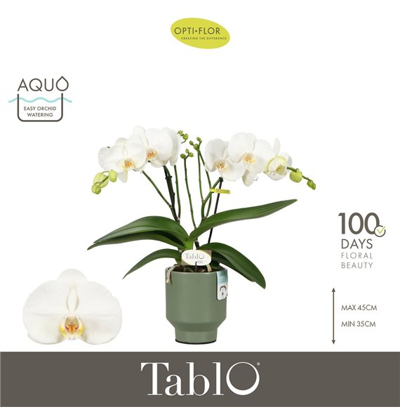 Orhideja Phalaenopsis wit Tablo Champagne 2 spike in Emilia Green Aquo 25 fl  stems plnt 2000 gram 40cm 12cm Q3211