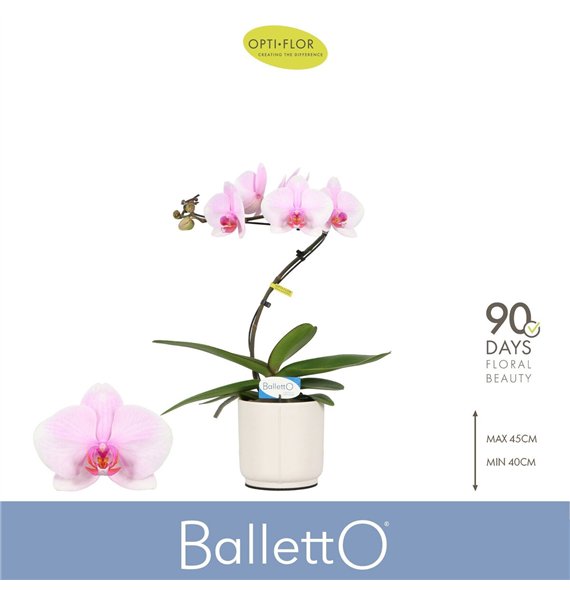 Orhideja Phalaenopsis roze Balletto Curl 1 spike in Lazio White 9 fl  stems plnt 1000 gram 45cm 12cm Q3217