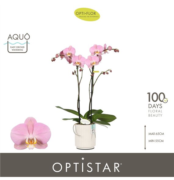 Orhideja Phalaenopsis anthura padova Optistar Padova 2 spike in Molise White Aquo 15 fl  stems plnt 60cm 12cm Q3218
