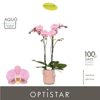 Orhideja Phalaenopsis anthura padova Optistar Padova 2 spike in Molise Salmon Aquo 15 fl  stems plnt 60cm 12cm Q3219