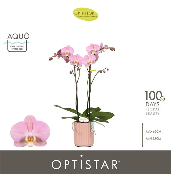 Orhideja Phalaenopsis anthura padova Optistar Padova 2 spike in Molise Salmon Aquo 15 fl  stems plnt 60cm 12cm Q3219