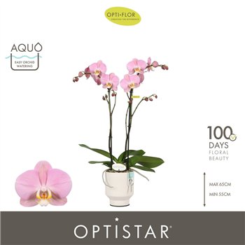 Orhideja Phalaenopsis anthura padova Optistar Padova 2 spike in Emilia White Aquo 15 fl  stems plnt 60cm 12cm Q3220