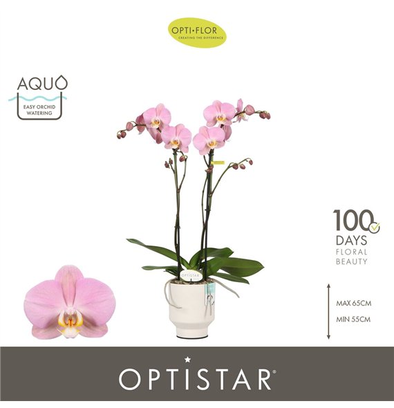 Orhideja Phalaenopsis anthura padova Optistar Padova 2 spike in Emilia White Aquo 15 fl  stems plnt 60cm 12cm Q3220